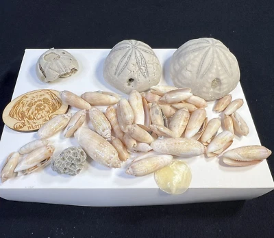 Lote de 3 equinoides fósiles de galletas de mar de Carolina del Norte con conchas Foto 1 de 4