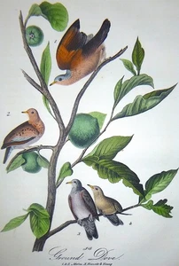 Audubon 1st ed Octavo GROUND DOVE Birds of America 1840 original + Vogel Bio - Bild 1 von 1