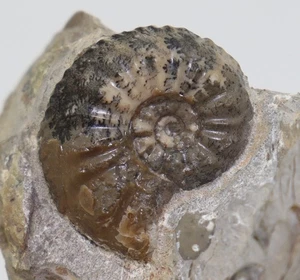 Ammonit, Amaltheus margaritatus, Jura, Pliensbach, Thimonville, Nancy, FRA -m271 - Picture 1 of 4