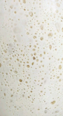 LIVE SOURDOUGH STARTER - BUCKY - Hacer masa al día siguiente activa, establecida, fuerte Foto 1 de 4