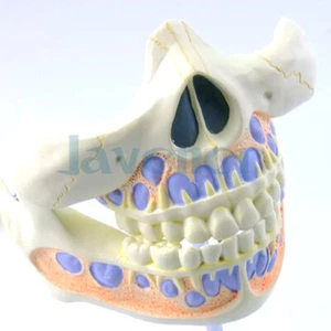 PVC Human Baby Teeth 2 Parts Model Medical Anatomical Models Teaching - Picture 1 of 5