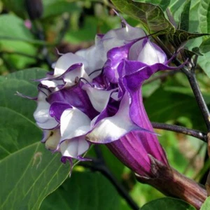 Devil’s Trumpet Live Plant 3" Starter Pot - Datura Metel - Picture 1 of 8