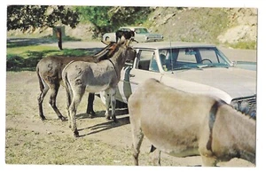 ROAMING DONKEYS Approach Cars For Hand Out Black Hills South Dakota Postcard SD - Picture 1 of 2