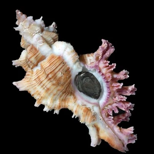 Muricoideae-0086 Chicoreus saulii LARGE AGED FROM MASBATE PHILIPPINES - Picture 1 of 3