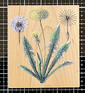 NEW! DANDELIONS Penny Black 2003 botanical lady parrot garden tulipa spring luv - Picture 1 of 2