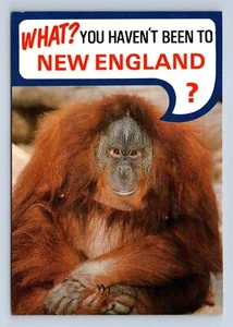 Tarjeta postal Monkey-New England Vacationland sin publicar - Imagen 1 de 2