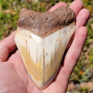Rare South Pacific Fossil Megalodon Shark Tooth - 4 5/8" - Picture 1 of 3