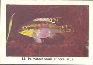 Rizla (NL) - Exotischer Aquarienfisch, Serie 1 - 13 - Okellierte Kribensis - Bild 1 von 2