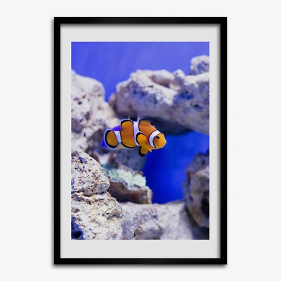 Tulup Foto auf MDF Wanddekoration Kunst Wohnzimmer 70x100cm Nemo Fisch - Bild 1 von 4