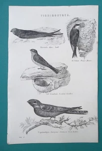 VÖGEL Fissirostres Ornithologie Schwalbe Martin Swift Ziegensauger - Druck von 1883 - Bild 1 von 1