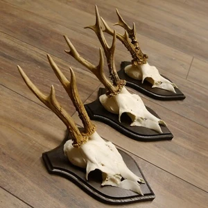 3 astas de ciervo corzo corzo corzo corno astas en placas de trofeo 22.1239 - Imagen 1 de 6