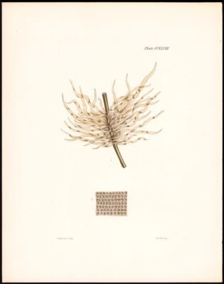 1851 Rare Harvey Folio Seaweed Engraving Antique Print Punctaria Tenuissima - Image 1 of 2