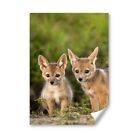 A5 - Jackal Dog Wolf Coyote Puppy Print 14.8x21cm 280gsm #12577