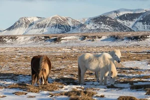 Photo Wall Mural-MOUNTAIN VIEW PONYS-(3866)-NON WOVEN-Wallpaper-Landscape Nature - Picture 1 of 1