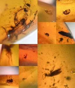 10 pezzi autentico insetto Myanmar esemplare ambra dinosauro fossile età 5,26-35 - Foto 1 di 12