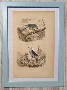 1852 Lithographie Kunstdruck Holzstich Vogel Pirol Engraving Antik Passepartout - Bild 1 von 7