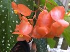 Begonia Plant ~ Maculata ~ Polka Dot Plant ~ Orange Flowers
