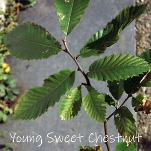 1 x Sweet Chestnut Tree (Castanea sativa) 1.5-2ft tall 2 y.o. - EDIBLE NUTS. 