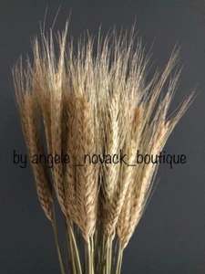 30 PCS STEMS DRIED FLOWERS  WHEAT/RYE BUNCH WEDDING ARRANGEMENT NATURAL BOUQUET - Picture 1 of 4