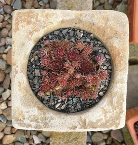 Sandsteintrog Trog Pflanztrog Gartendeko Steingarten Sempervivum Hauswurz Bonsai - Bild 1 von 8