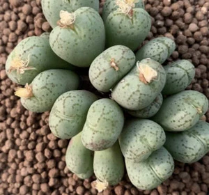Conophytum uviforme - - Conophytum in Traubenform - Bild 1 von 2