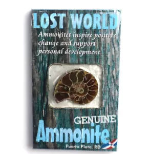 Magnete frigorifero legno ammonite mondo perduto Rep. Dominicana Puerto Plata - Foto 1 di 10