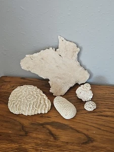 Lot Variety of White Dead Ocean Coral Value Unknown - Picture 1 of 9