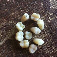10x Vintage False Teeth. Single Teeth. Set Of 10 Mixed Molars Dental Prop Small