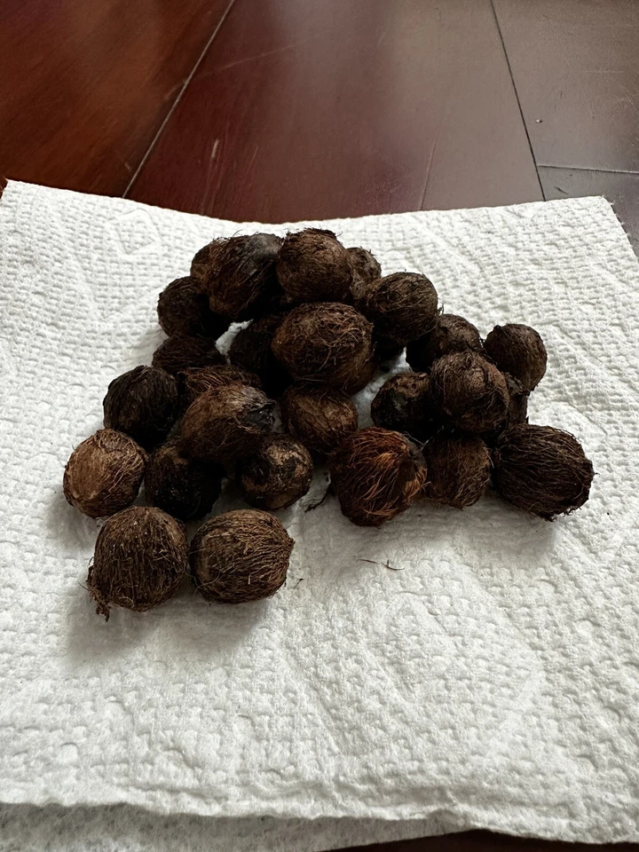 🌴 10x-Per Order! Pindo (Jelly) Palm Tree Seeds (Butia Capitata) Cold-Hardy! 🌴 - Image 1 of 4