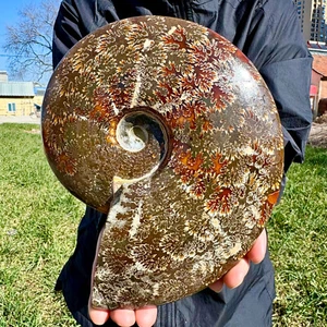 3.52LB Rare! Natural Tentacle Ammonite FossilSpecimen Shell Healing Madagascar - Picture 1 of 17