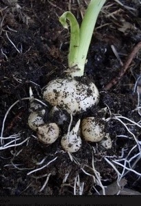 Pre Sale 10 OPERI PERLZWIEBEL - PERENNIAL LEEKS BULBS - Picture 1 of 3