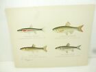 Three Vintage Chromolithograph Fish Prints by Denton Red-Nosed Minnow, Etc.