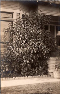 Postal RPPC planta de arbusto grande frente a la casa porche - Imagen 1 de 2