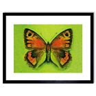 Butterfly -Meadow Brown- Art Print Decor Picture (Butterfly and Moth Series)