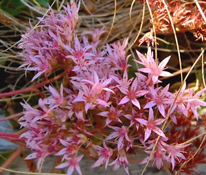 SEDUM PURPLE CARPET STONECROP Sedum Spurium Coccineum - 1,000 Bulk Seeds - Picture 1 of 1