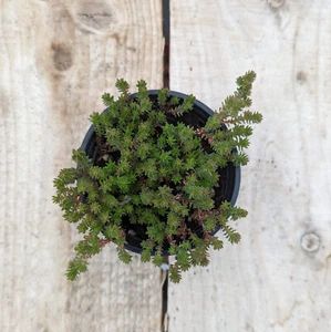 Sedum sexangulare - Picture 1 of 1