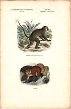 Antike Handkolorierte Lithographie Grafik 19 Jh. , Affen, Primaten, Tiere
