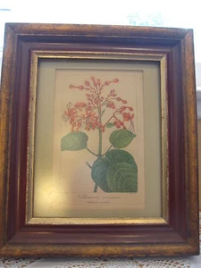 Vtg Voldameria Coccinea/Volkamier Ecarlate, P, Bessa Pinx, Barrois Sculp Print - Picture 1 of 10