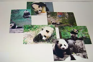 BAO BAO The Panda Bear Cub #20 - Picture 1 of 1