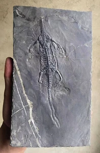 Keichousaurus Skeleton Fossil Triassic Reptile Dinosaur Bones China - Imagen 1 de 8