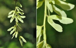 20 HENRY'S MAPLE SEEDS - Acer cissifolium subsp. henryi - Bild 1 von 7