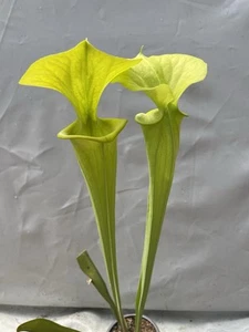 Sarracenia - 22-Mix-01 Pastel Flava Mix - Live Carnivorous Plants - Picture 1 of 4