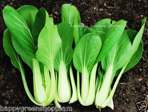VEGETABLE SEEDS CHINESE WHITE PAK CHOI - 1200 SEEDS - CABBAGE BABY LEAF - Picture 1 of 7