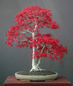 10 semi di acer palmatum , acero giapponese, japanese maple, semi bonsai - Bild 1 von 1