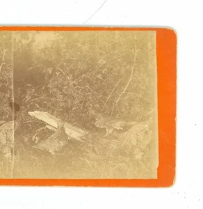 B6044 Vose 45, Spruce Partridges D - Picture 1 of 3