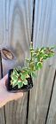 Bougainvillea Raspberry Ice 6-12" Live Plant, Variegated Tropical Plant