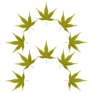  Bandeja para servir sashimi japonés hoja comida decorativa foto telón de fondo - Imagen 1 de 12