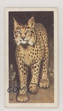 1963 Brooke Bond Wildlife in Danger Tea Spanish Lynx #9 0e3