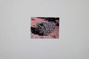 2 Samen Maravilla,Mirabilis multiflora, Duftpflanze #164 - Bild 1 von 1