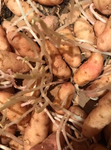 12X SPROUTING CHITTED ANYA Salad Potato Seeds Bulbs Early Potatoes ORGANIC - Picture 1 of 1
